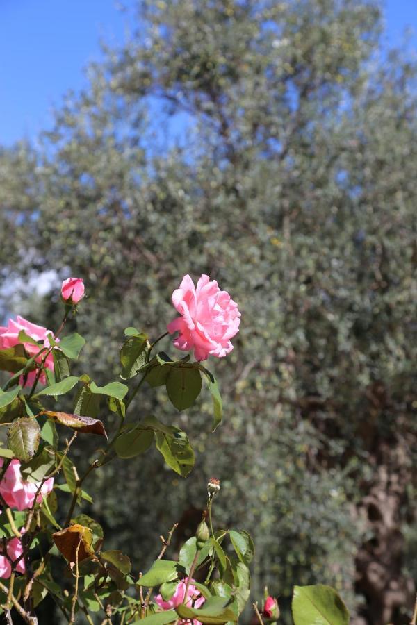 La Masseria Pietramarmo Caiazzo - App To Con Vista מראה חיצוני תמונה